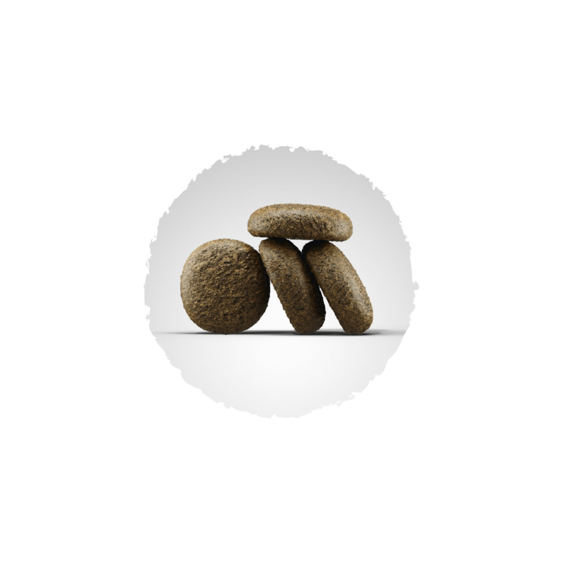 Josera Lachs & Kartoffel Hundefutter getreidefrei Bild 2