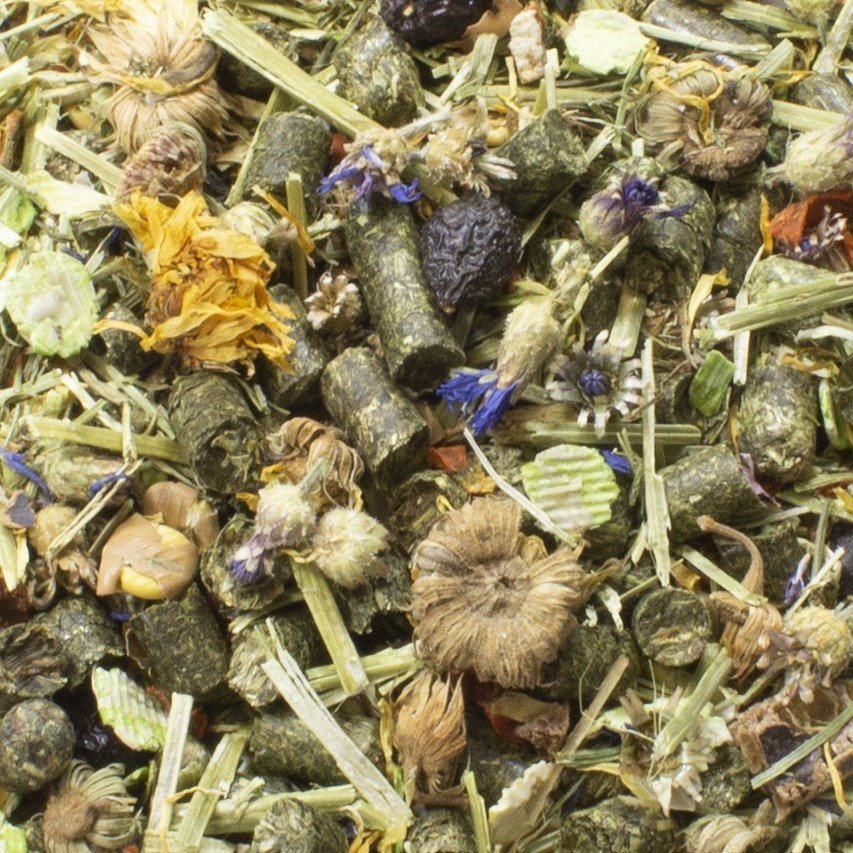 Chinchilla Schmaus Bild 2