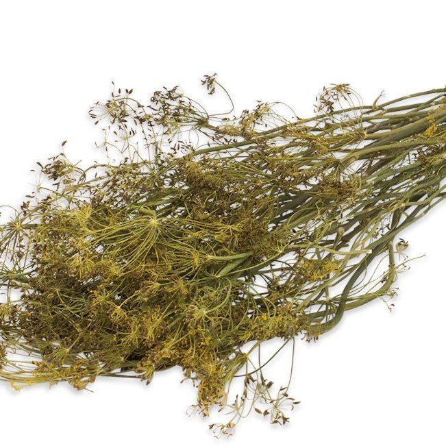 Dill Ernte Natur Bild 2