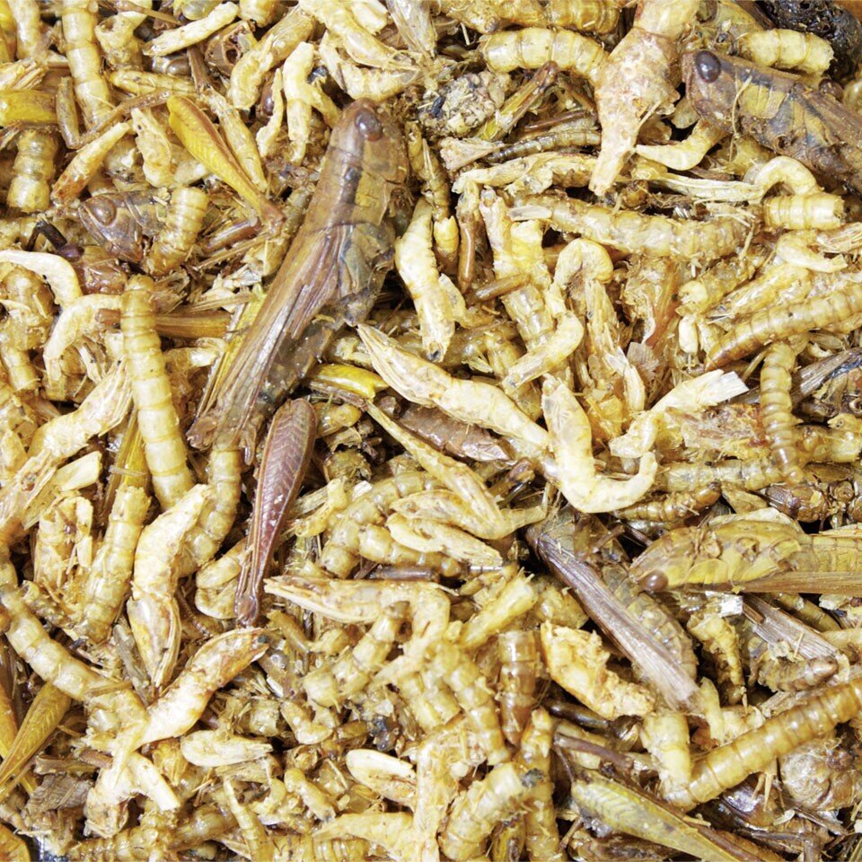 Eiweiß Cocktail für Nager Bild 2