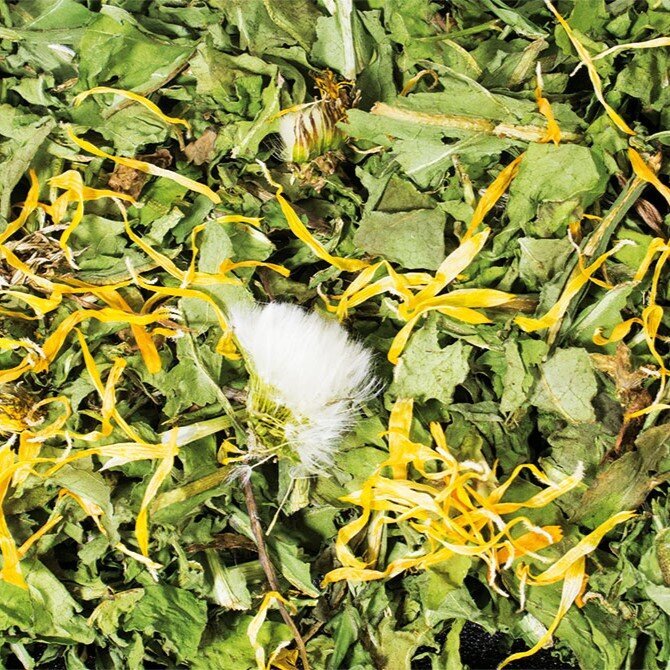 Löwenzahn Raufutter für Nager Bild 2