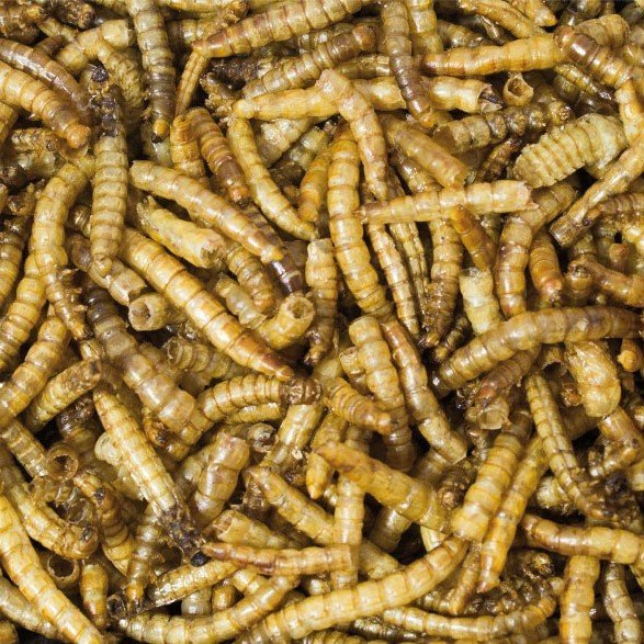 Mehlwürmer in der Dose Bild 2