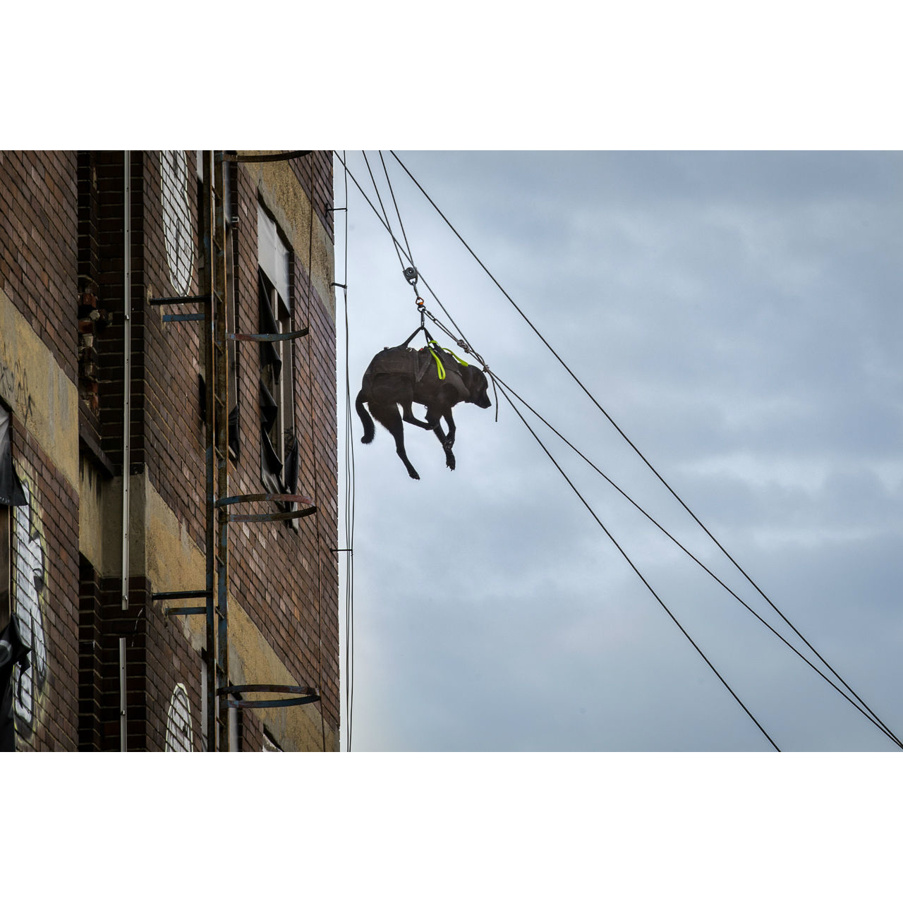 Julius K9 Abseil- und Tragegeschirr für Hunde Bild 14