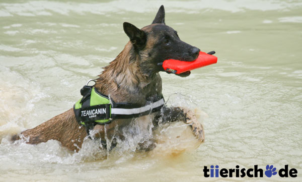 Julius K9 Aqua Food Dummie Bild 5