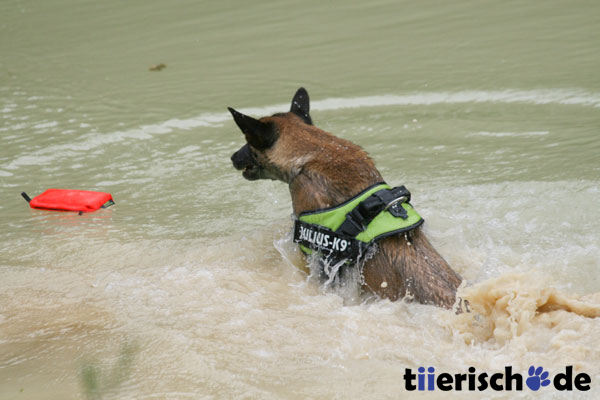 Julius K9 Aqua Food Dummie Bild 6