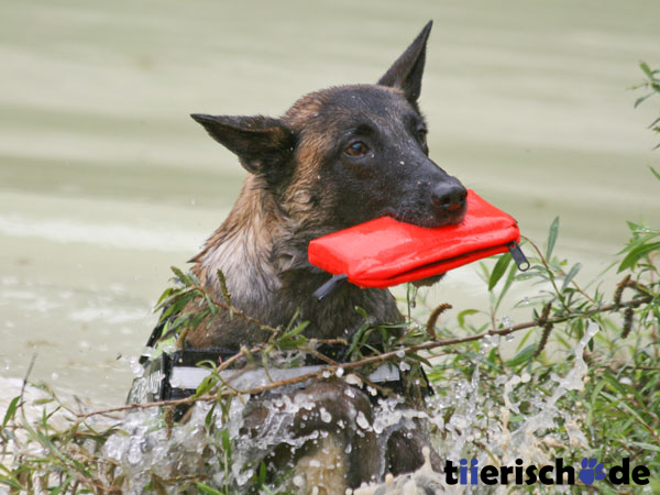 Julius K9 Aqua Food Dummie Bild 8