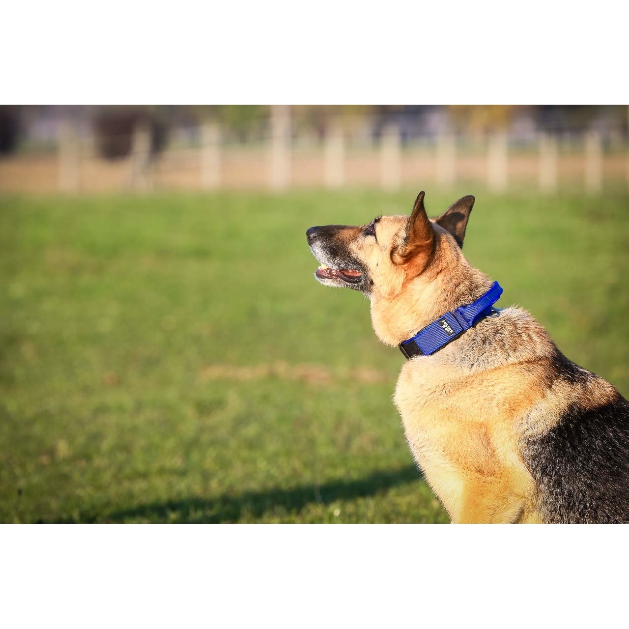 Julius K9 Halsband mit Haltegriff und Klettsticker Bild 5