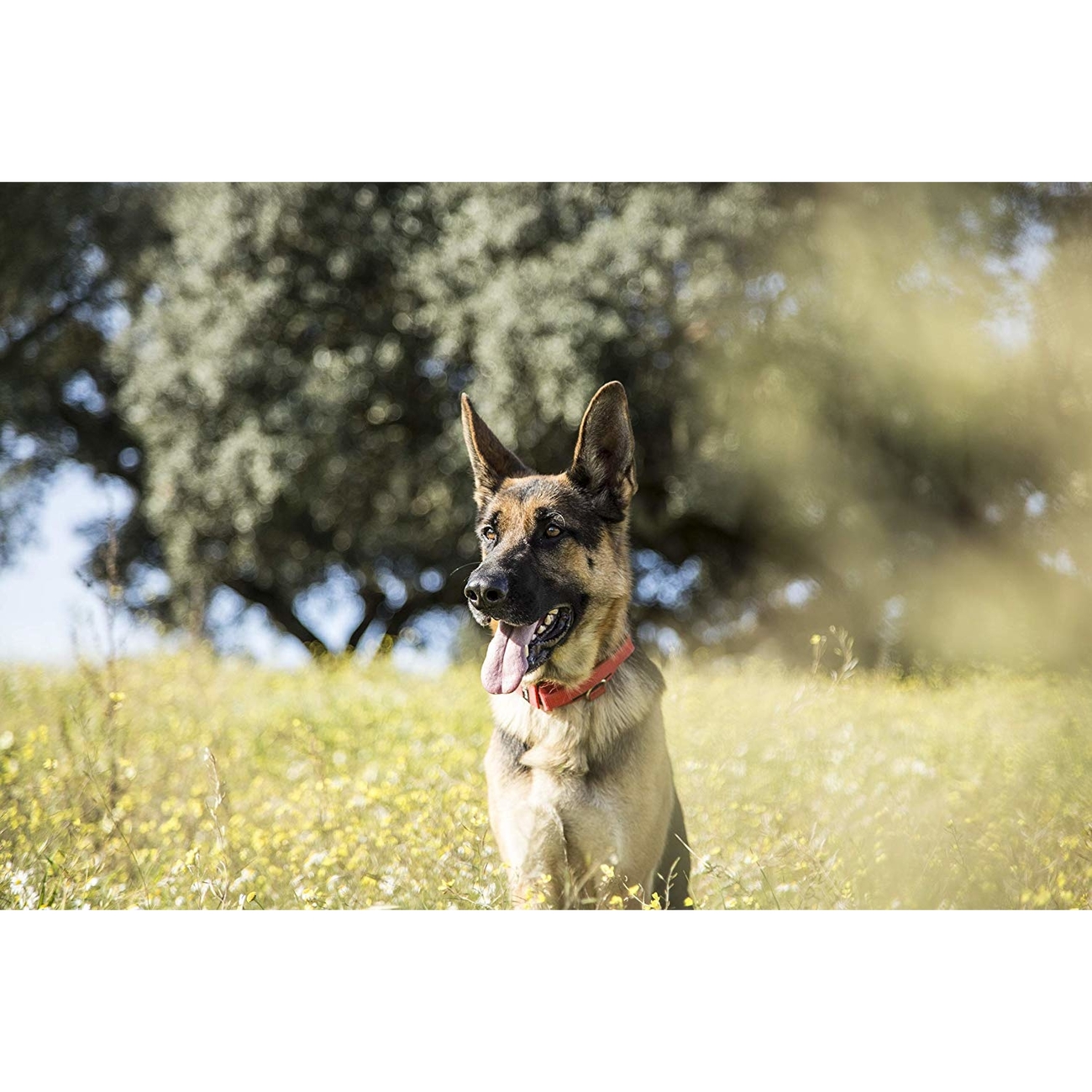 Julius K9 Halsband mit Haltegriff und Klettsticker Bild 13