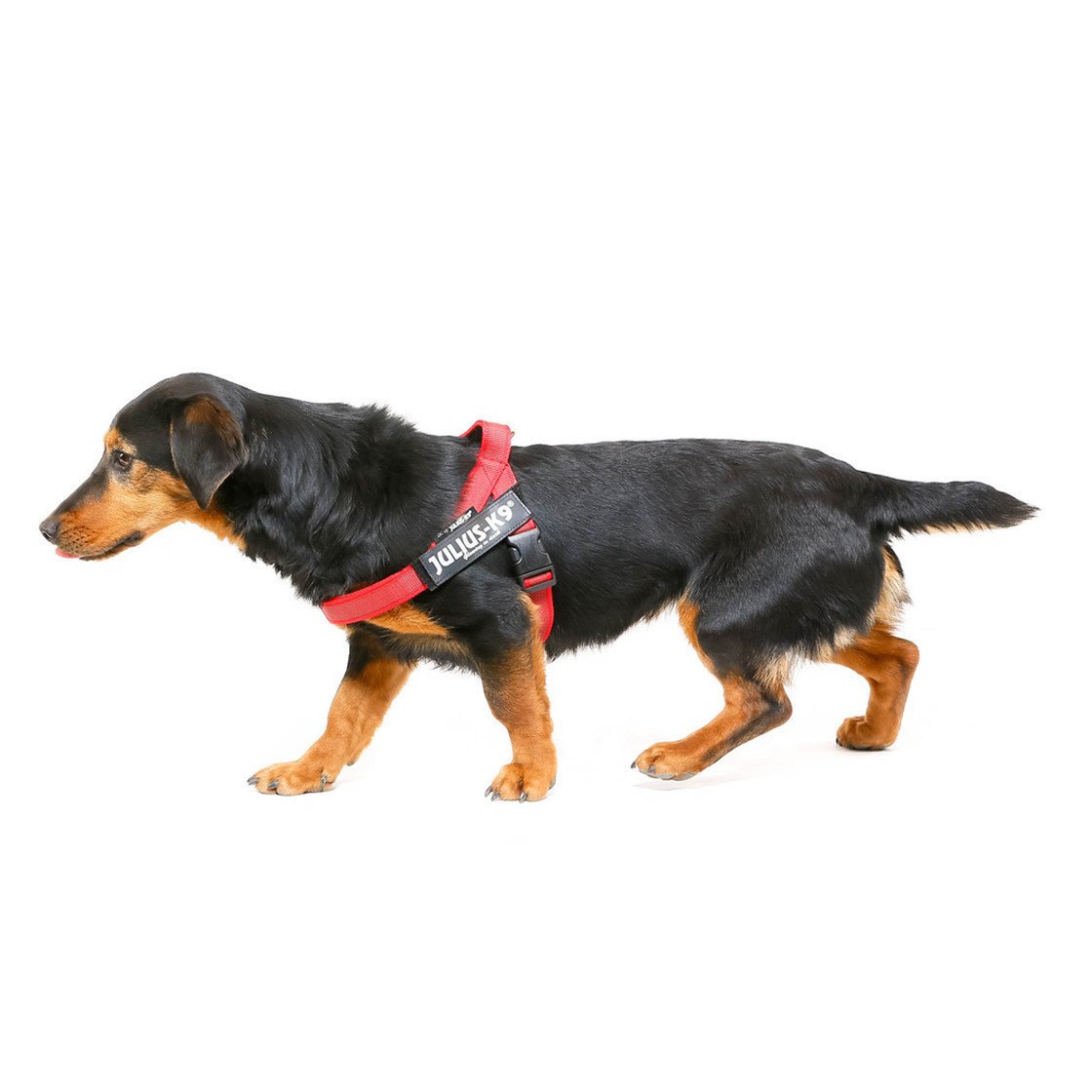 Julius K9 IDC Gurtbandgeschirr Color & Gray Bild 10