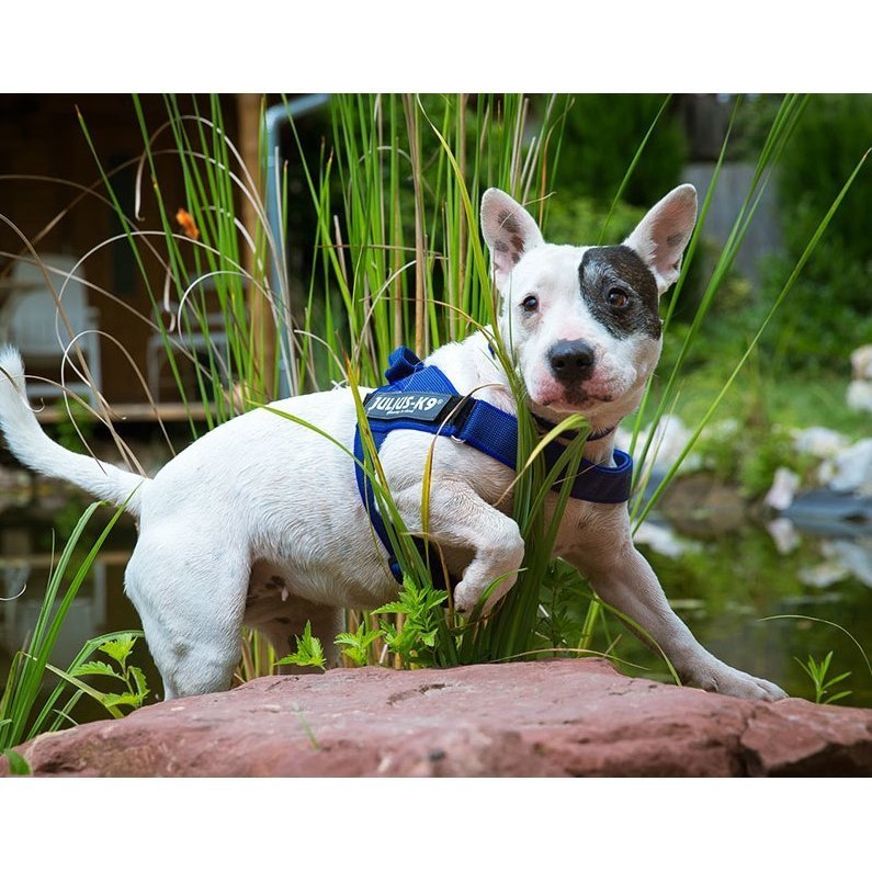 Julius K9 IDC Gurtbandgeschirr Color & Gray Bild 2