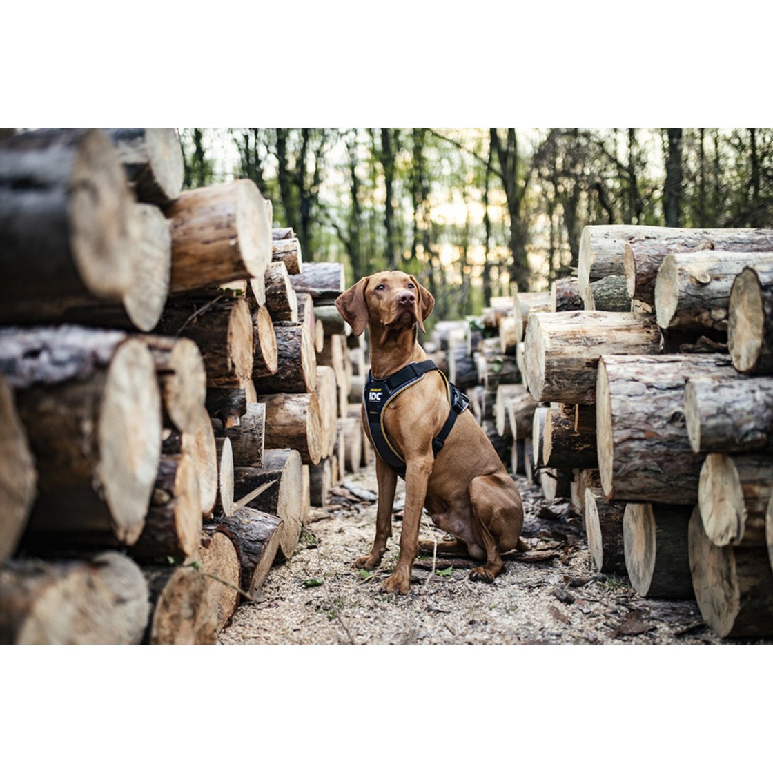 JULIUS K9 IDC® Longwalk Hundegeschirr Bild 20