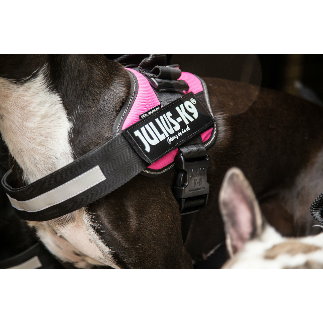 Julius K9 IDC® Powergeschirr® für Hunde Bild 3