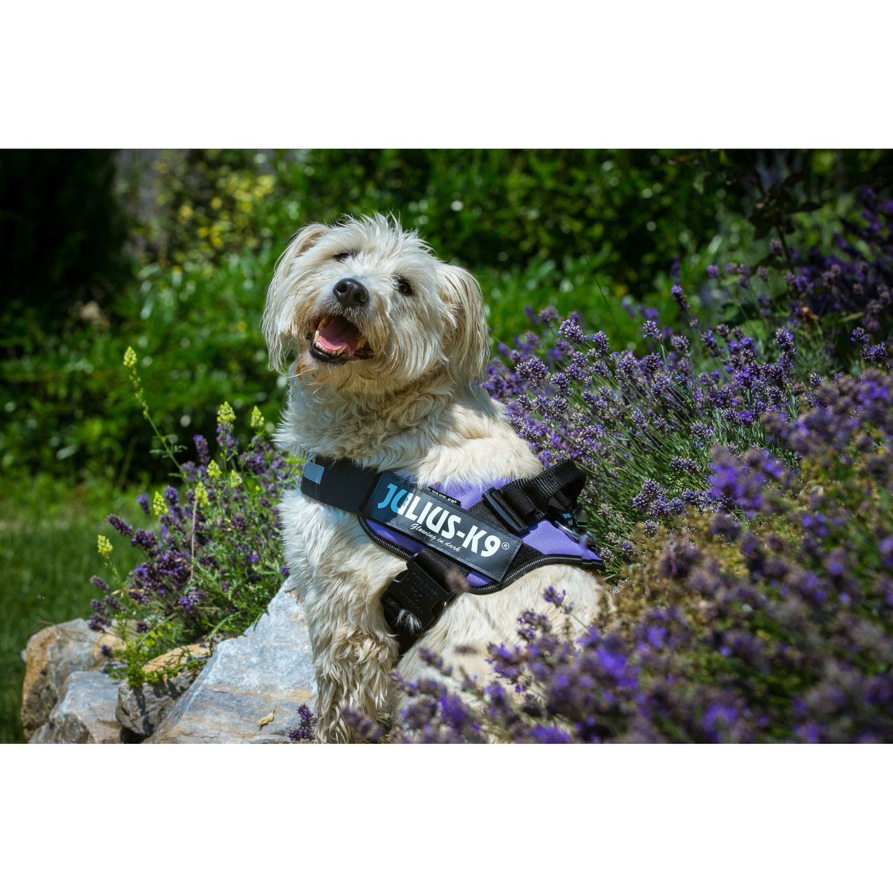 Julius K9 IDC® Powergeschirr® für Hunde Bild 4