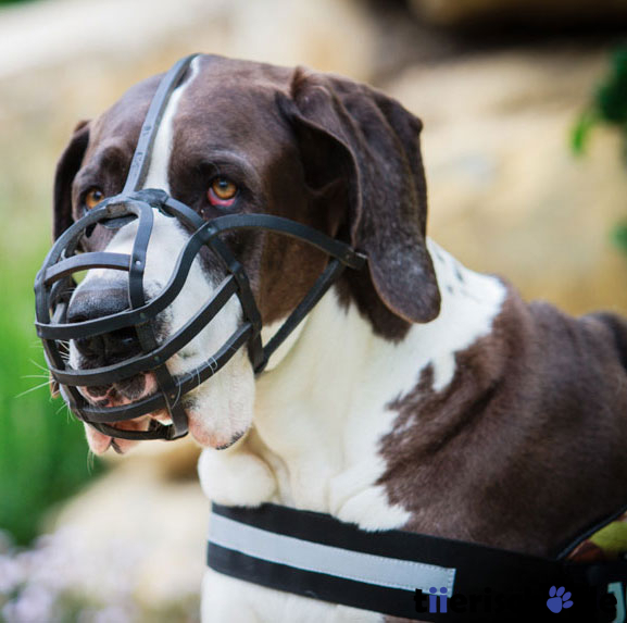 Julius K9 Ledermaulkorb stark Bild 2