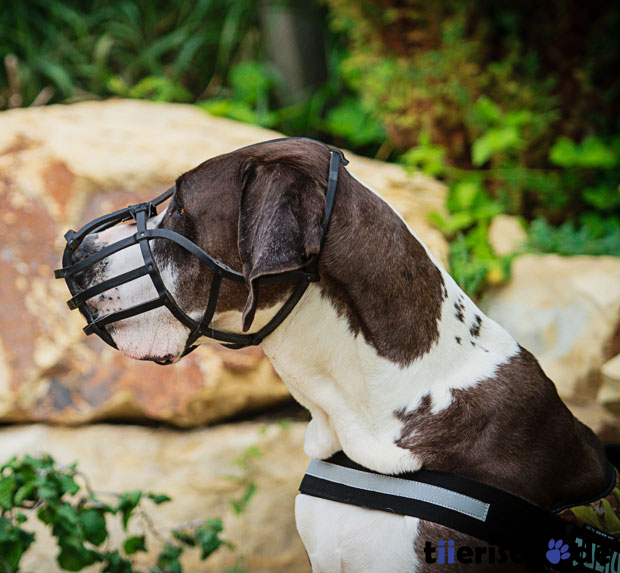 Julius K9 Ledermaulkorb stark Bild 3