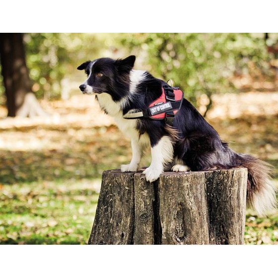 Julius K9 Logo Klettsticker groß M-Z Bild 9