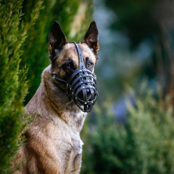 Julius K9 Maulkorb aus Rindsleder Bild 2