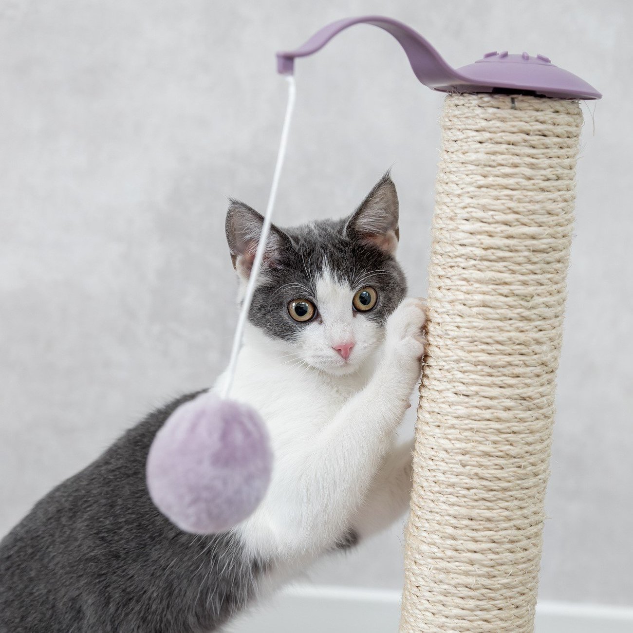 Junior Kratzstamm mit Spielzeug für Kitten Bild 3