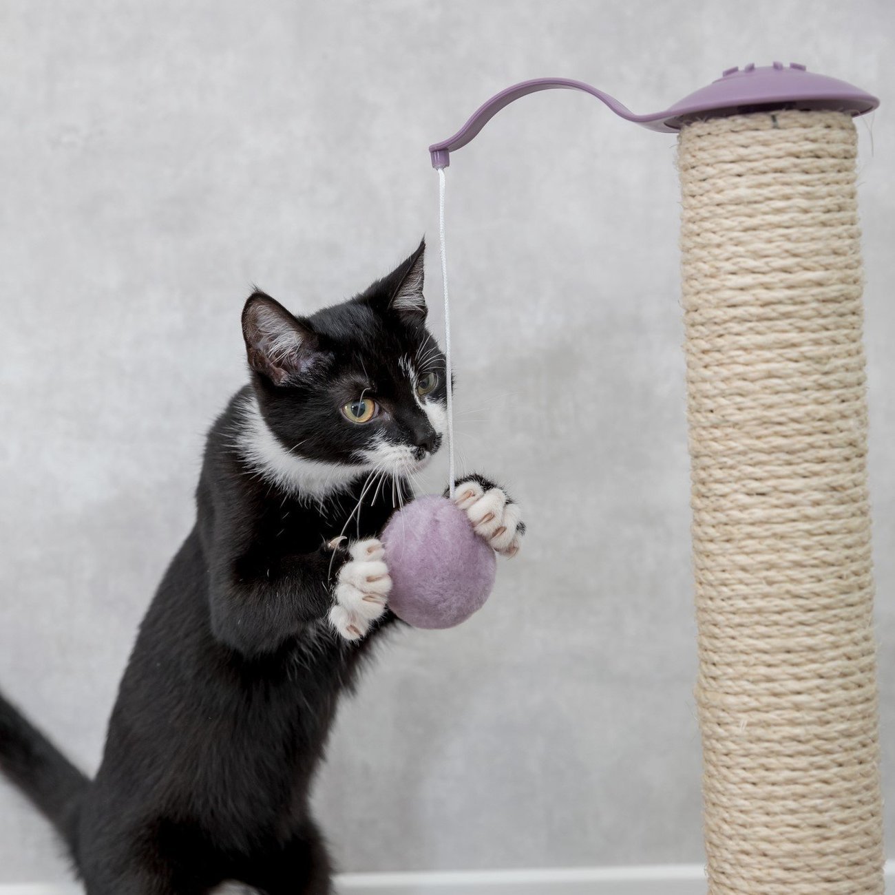 Junior Kratzstamm mit Spielzeug für Kitten Bild 7