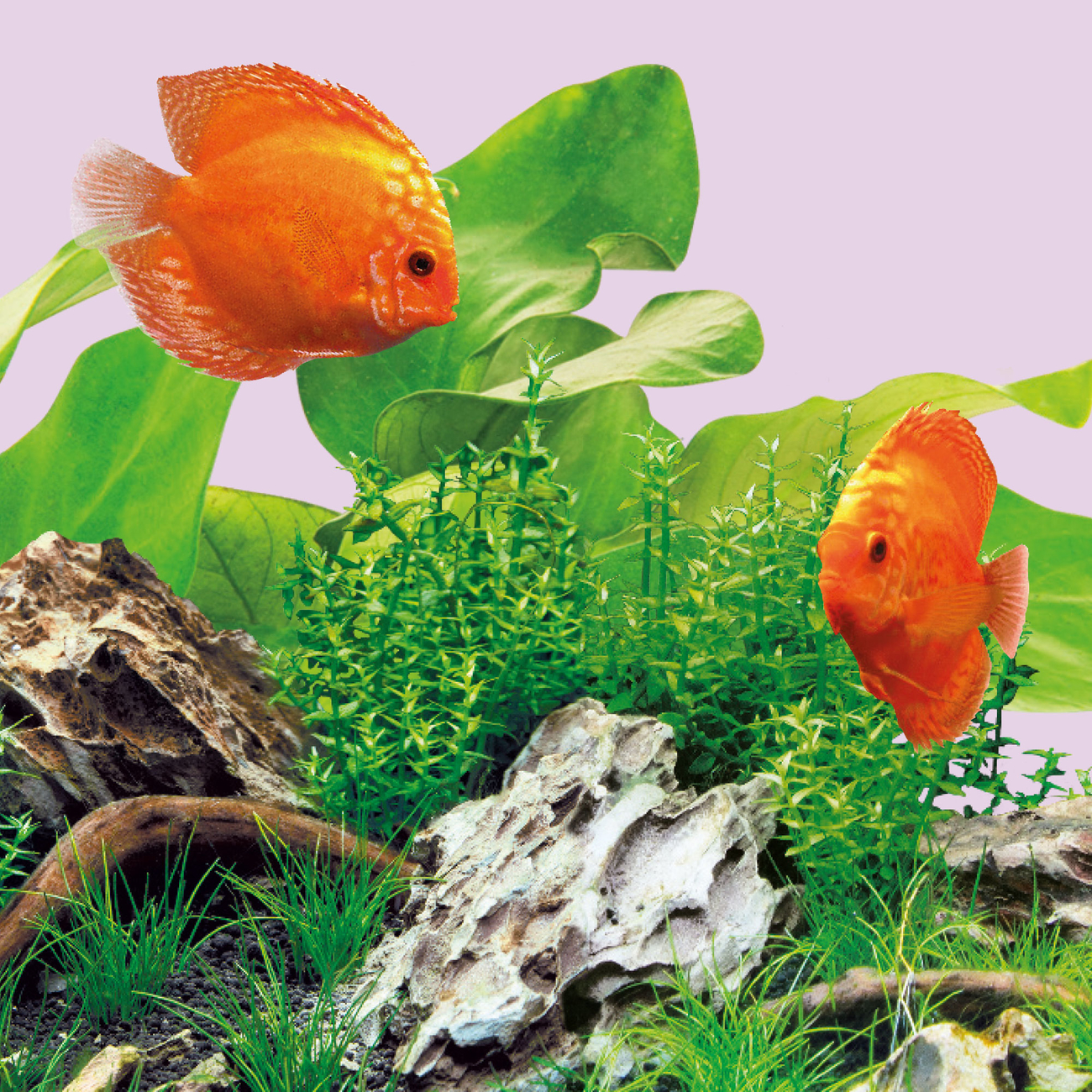 JUWEL MultiLux LED Colour Aquarium Leuchtmittel Bild 5