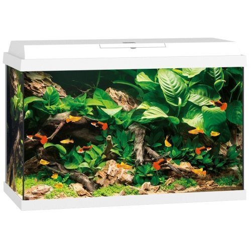 JUWEL PRIMO Aquarium Bild 9