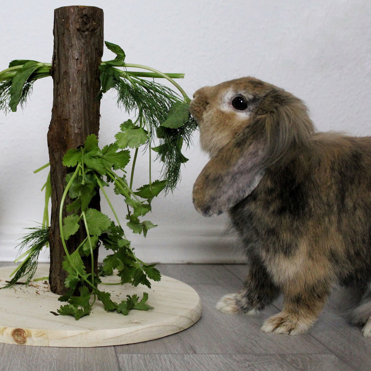 Kaninchenbaum Futterbaum Nature Bild 2