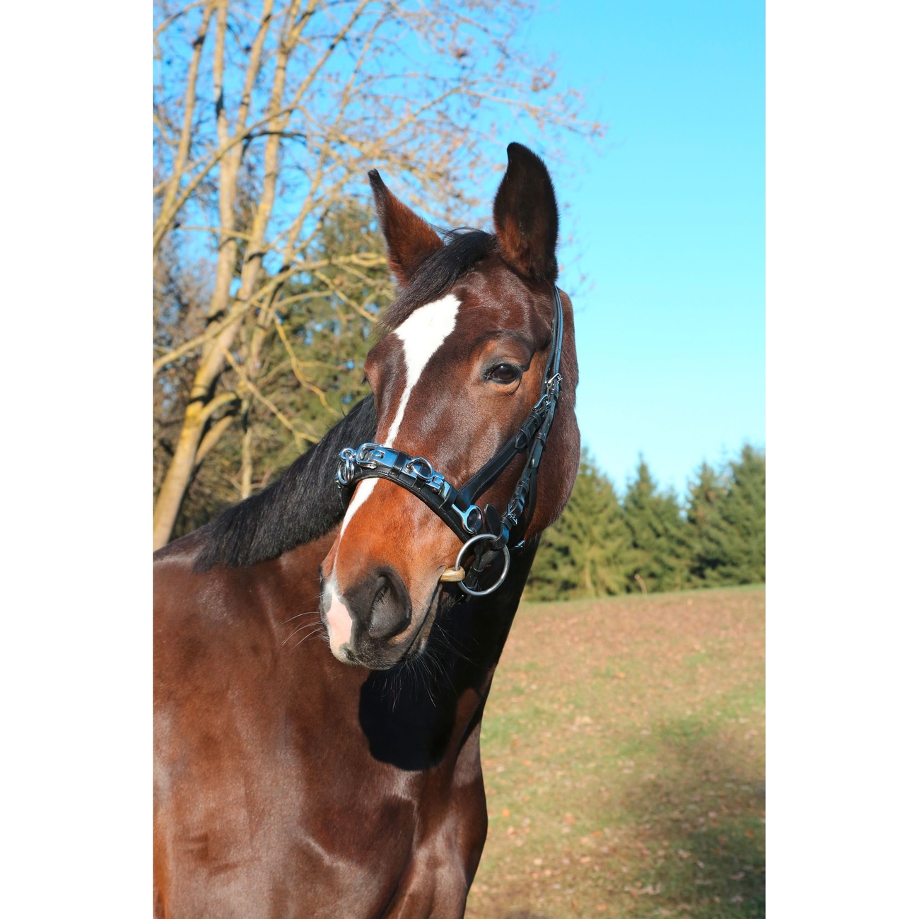 Kappzaum Exklusiv Bild 2