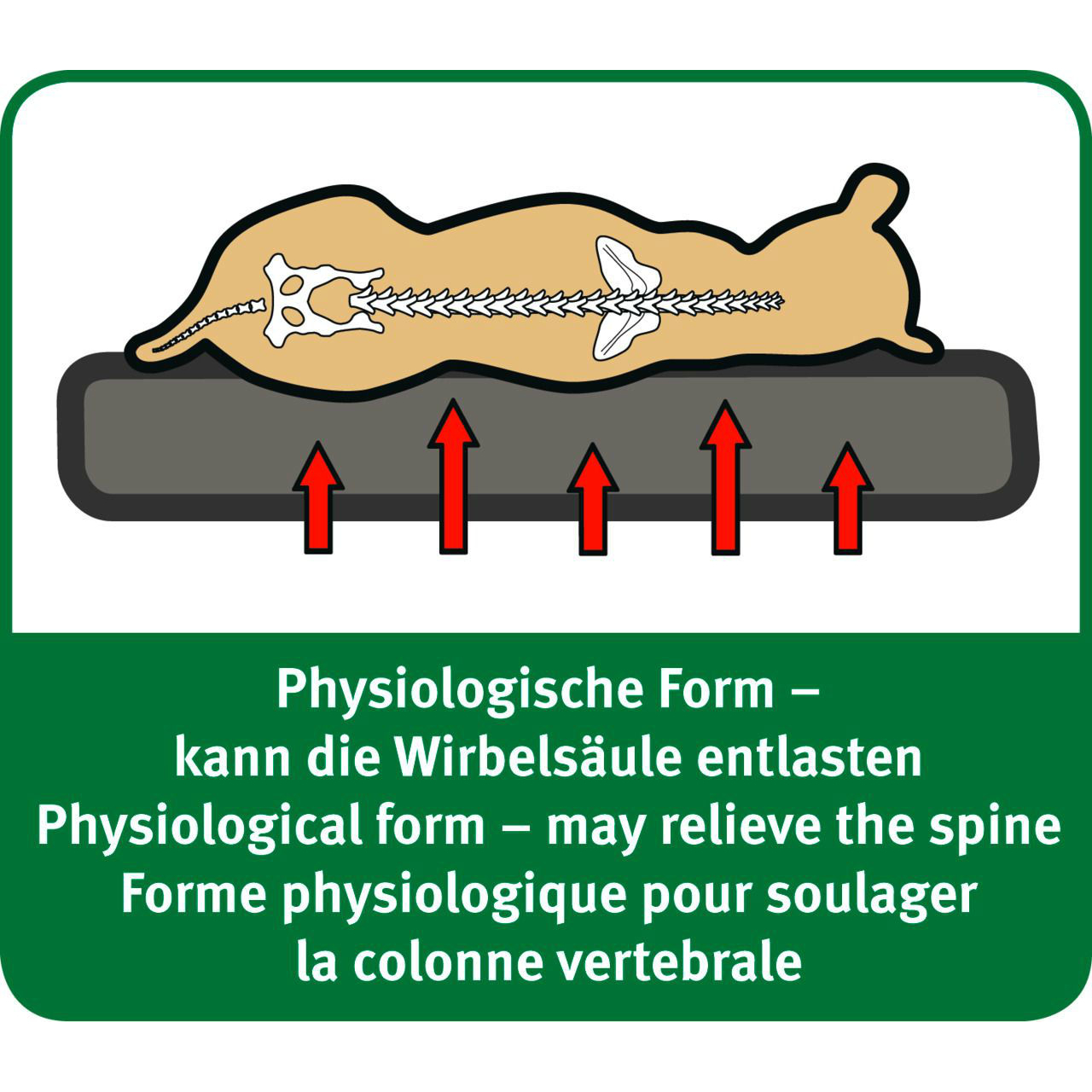 Karlie Ortho Bed oval Bild 7