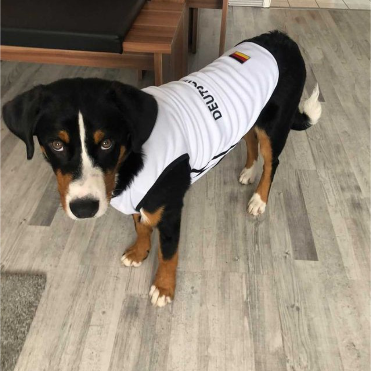 Fußball EM Hundetrikot Bild 8