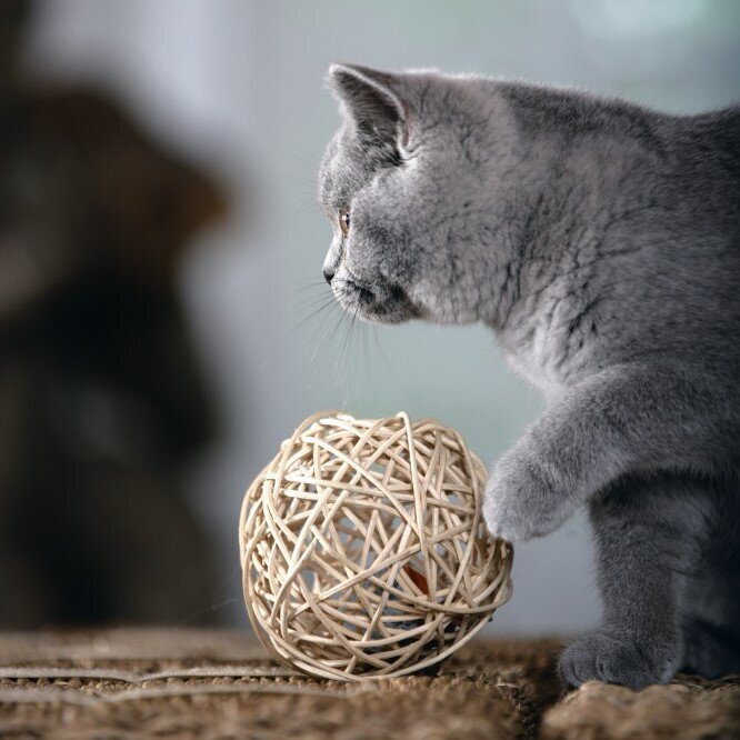 Katzenball Fang die Maus Bild 2