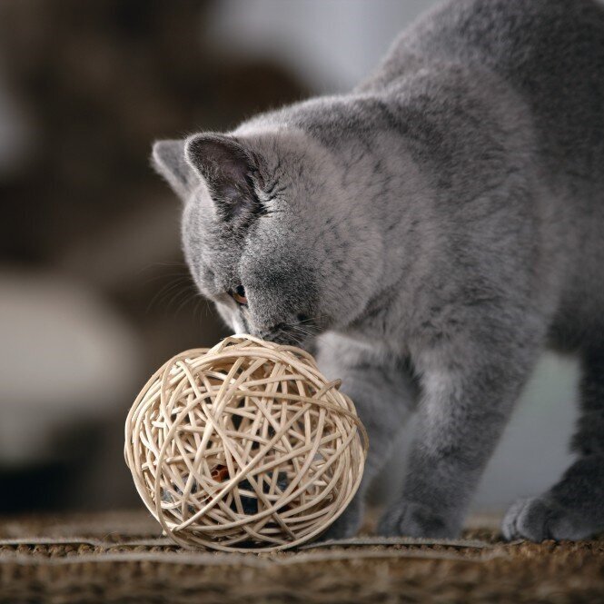 Katzenball Fang die Maus Bild 3