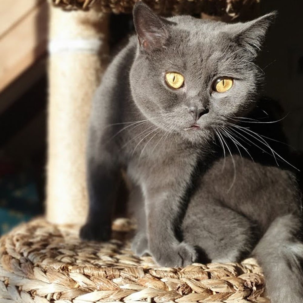 Kratzbaum Banana Leaf 6 Bild 2