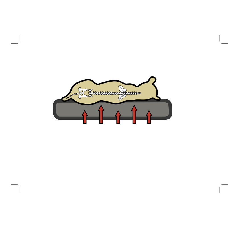 Karlie Liegebett Ortho Bed Bild 3