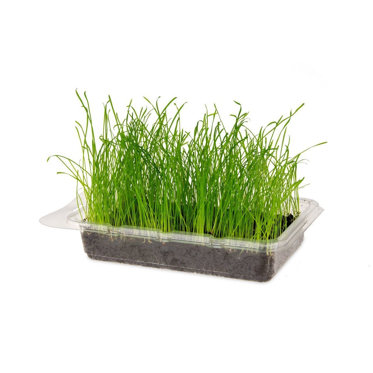Nagergras Vital Bio Bild 1