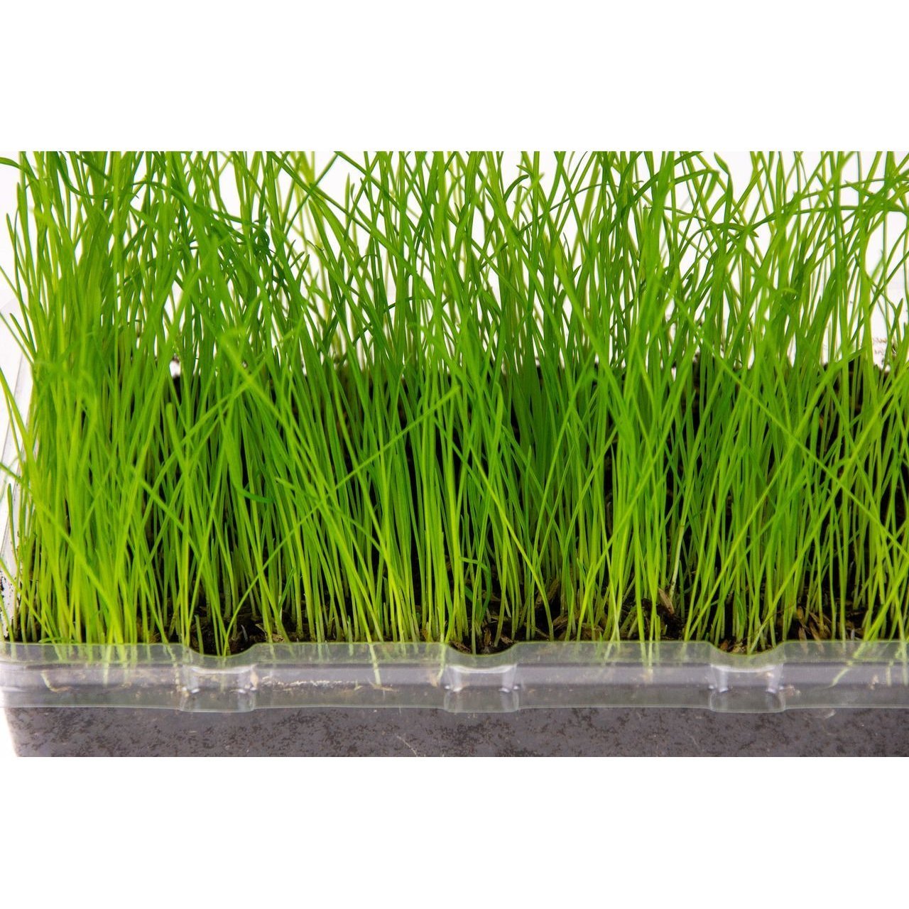 Nagergras Vital Bio Bild 4