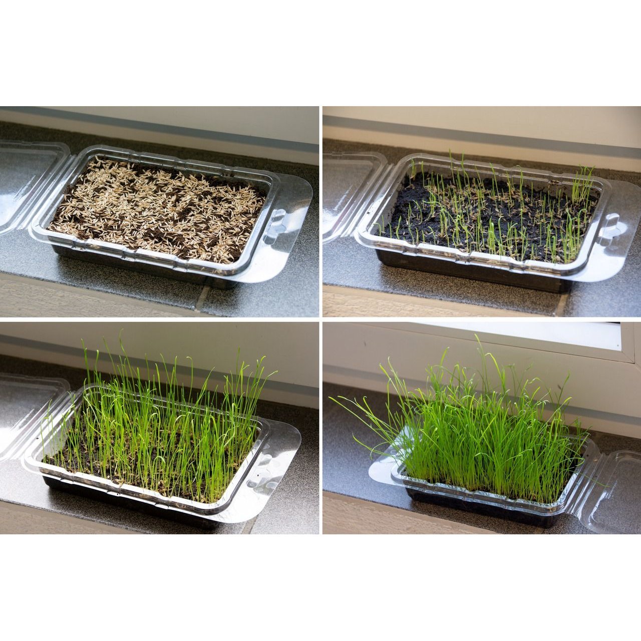 Nagergras Vital Bio Bild 2
