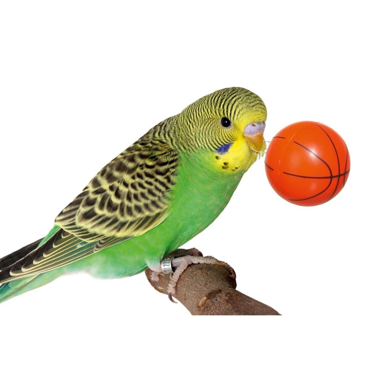 Streetball Vogelspielzeug Bild 2