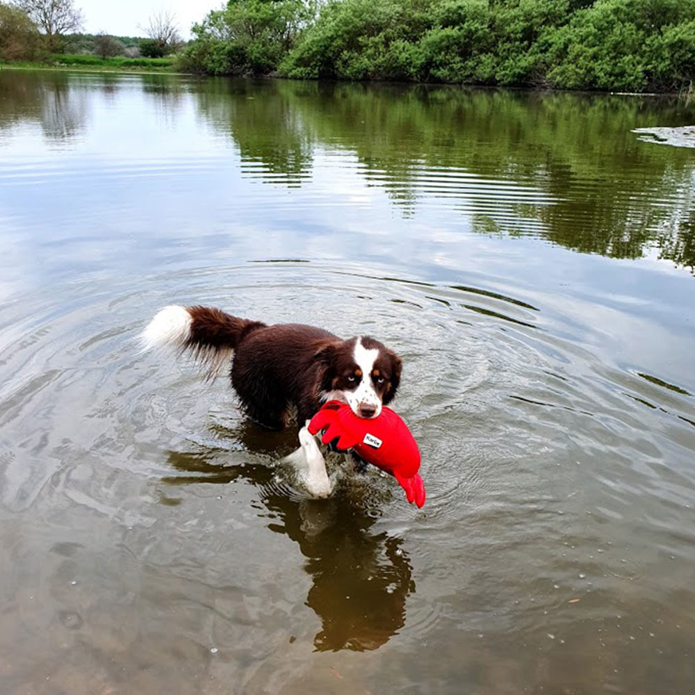 Karlie Wasserspielzeug Hundespielzeug aus Neopren Bild 9