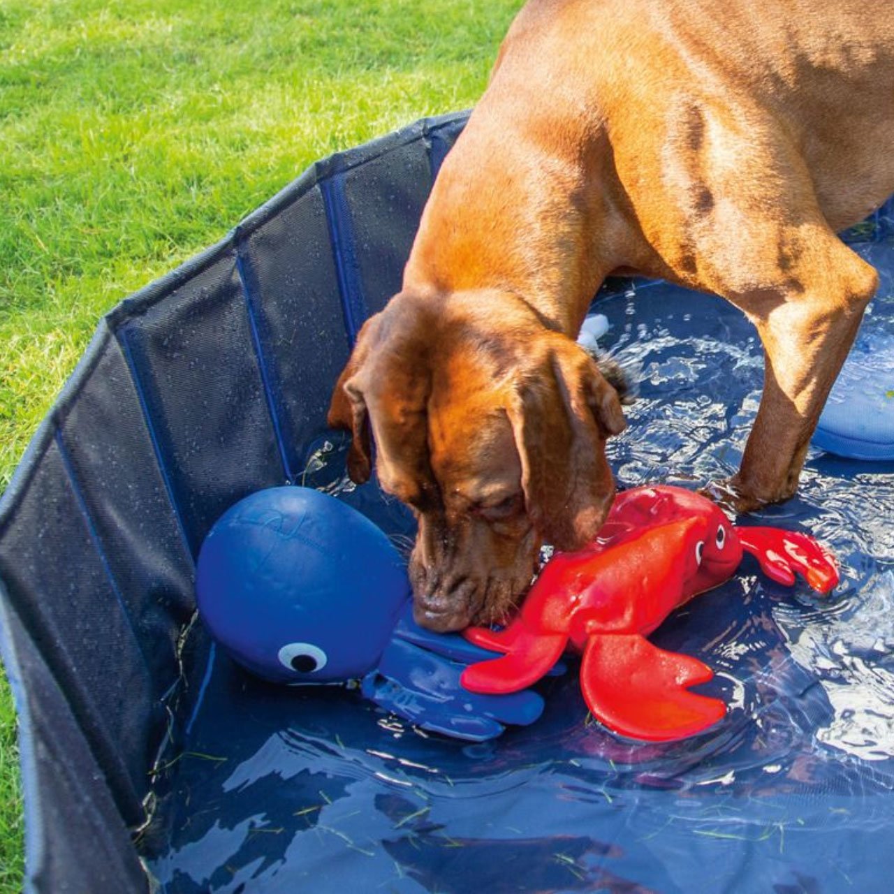 Karlie Wasserspielzeug Hundespielzeug aus Neopren Bild 6