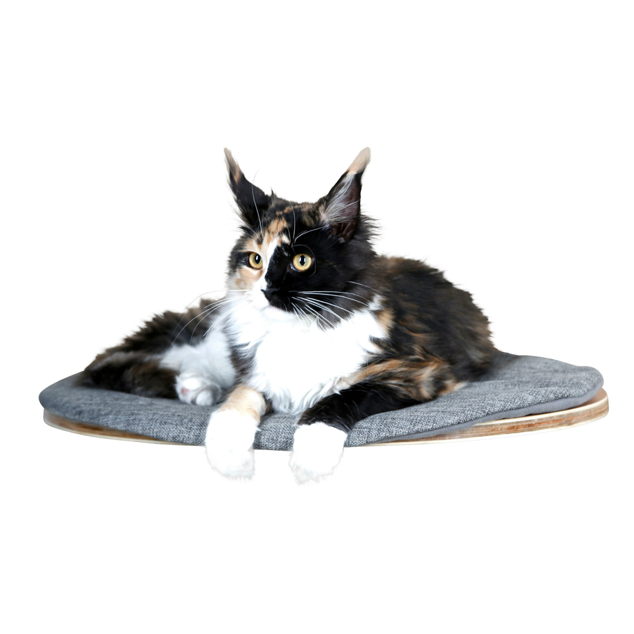Katzen Wandliegebrett Tofana oval Bild 1