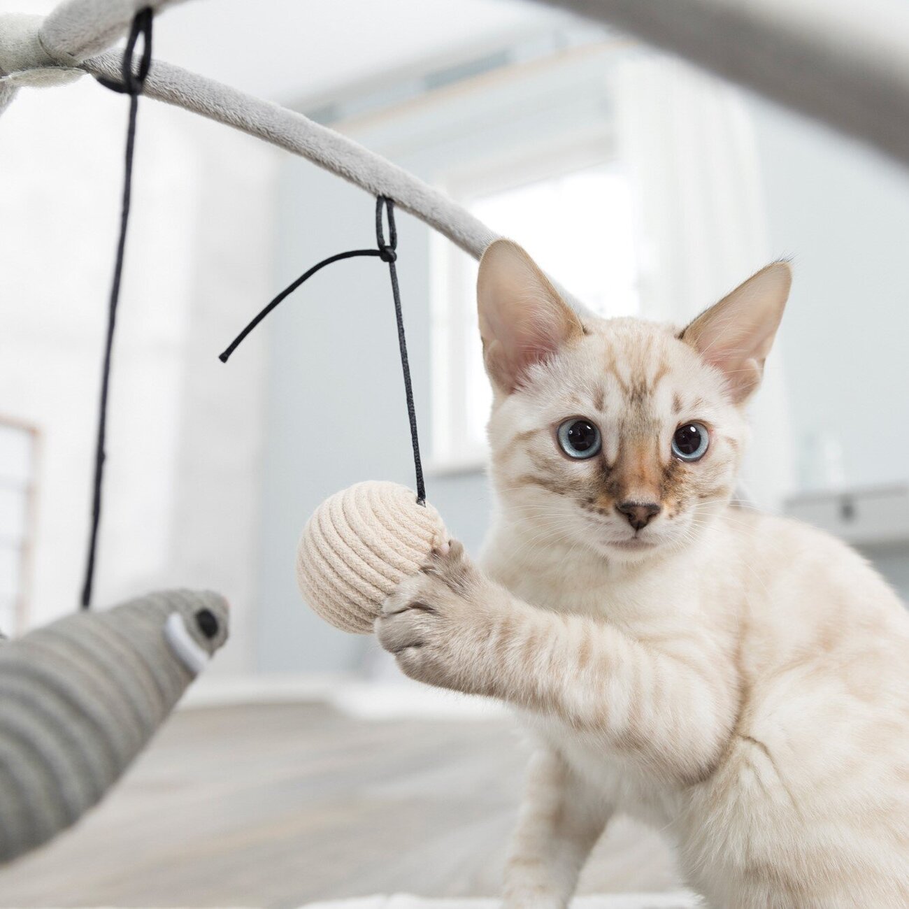 Katzen Kratzmatte Spielbogen für Katzen Bild 2