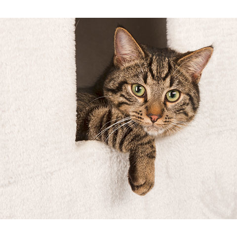 Katzen Kratztonne Galina Bild 5