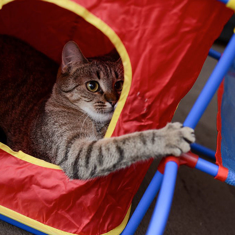 Katzen Spielplatz Cat Play Center Bild 4