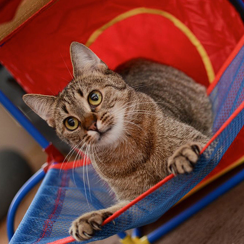 Katzen Spielplatz Cat Play Center Bild 5