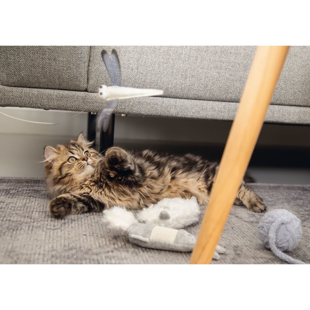 Katzenangel Libelle Bild 2