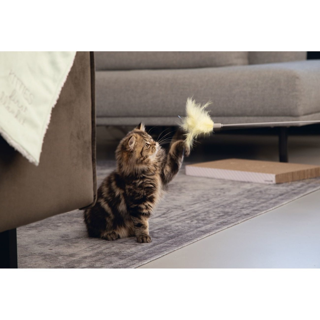 Katzenangel Orry Bild 2