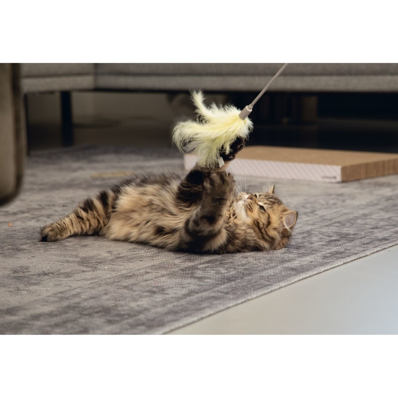 Katzenangel Orry Bild 4