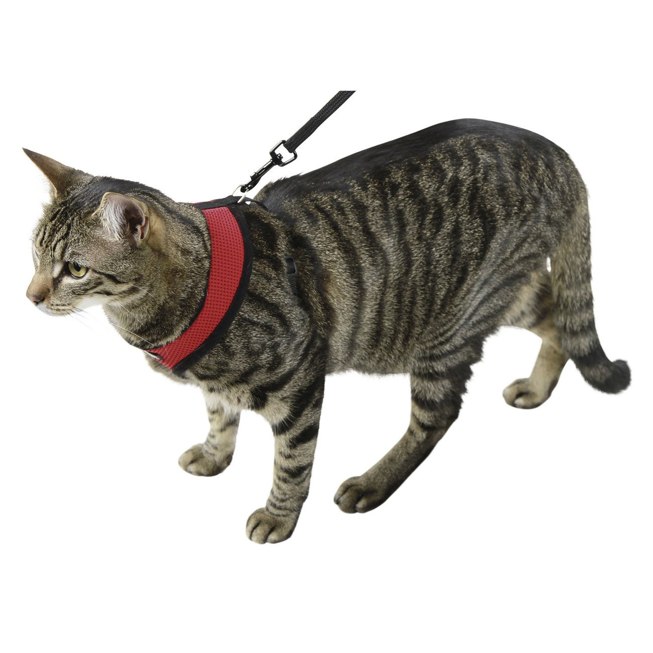 Katzengeschirr Active mit Leine Bild 3