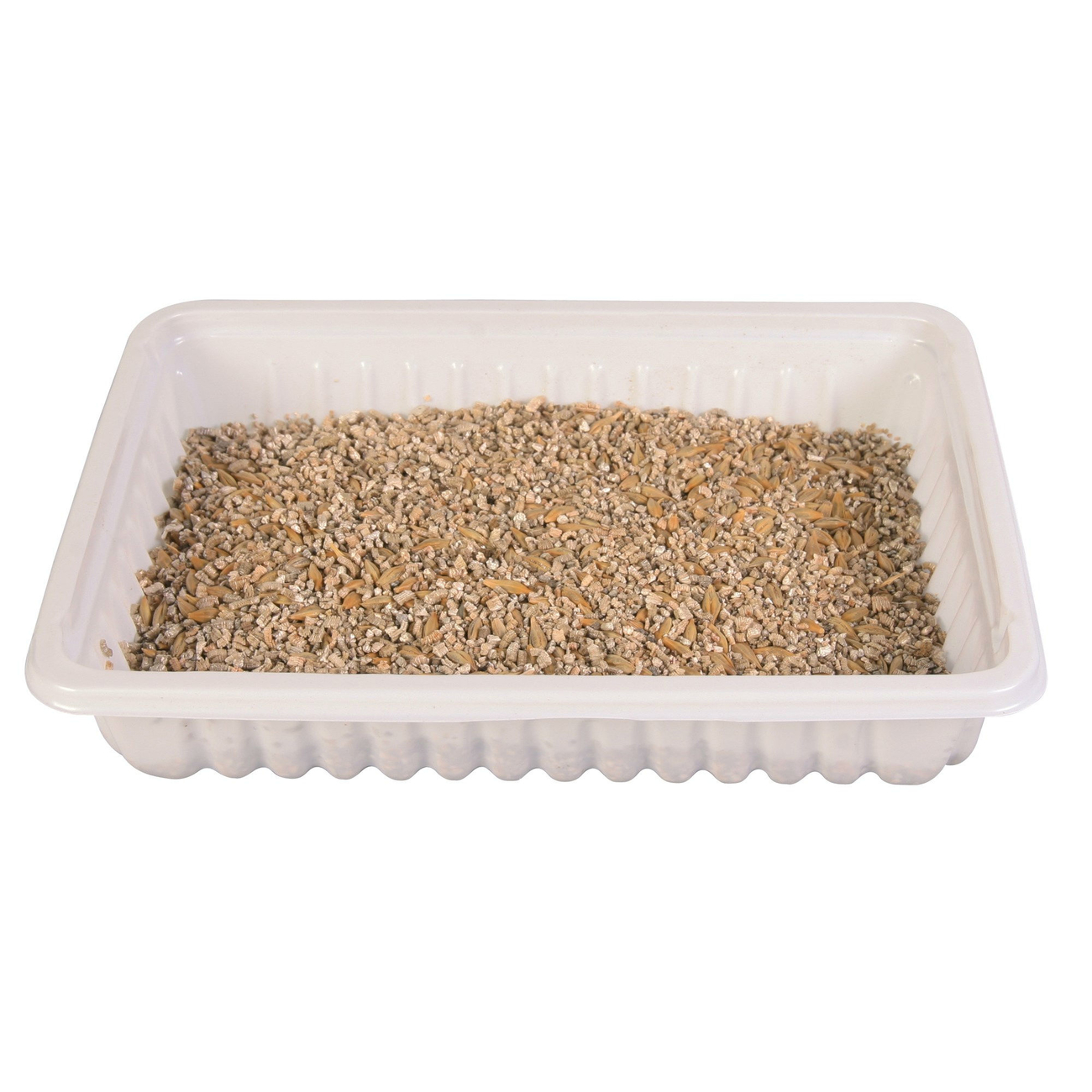 Katzengras Soft gras selber ziehen Bild 3