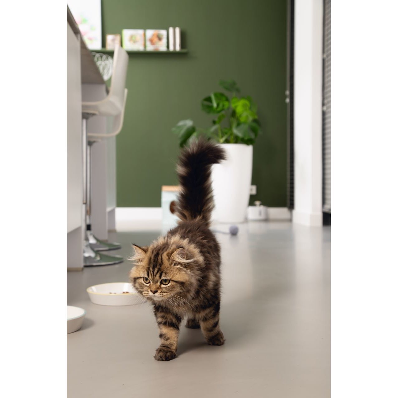 Katzennapf Zina Bild 2